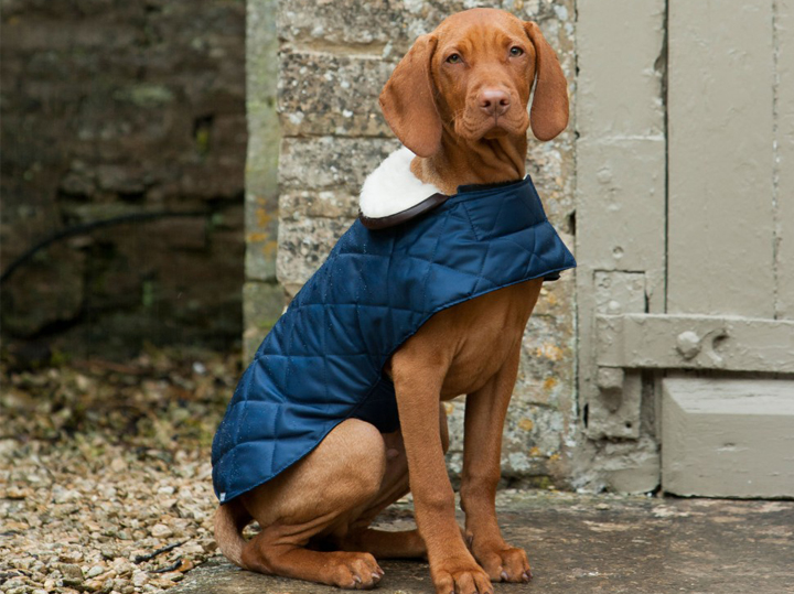 Large dog jacket