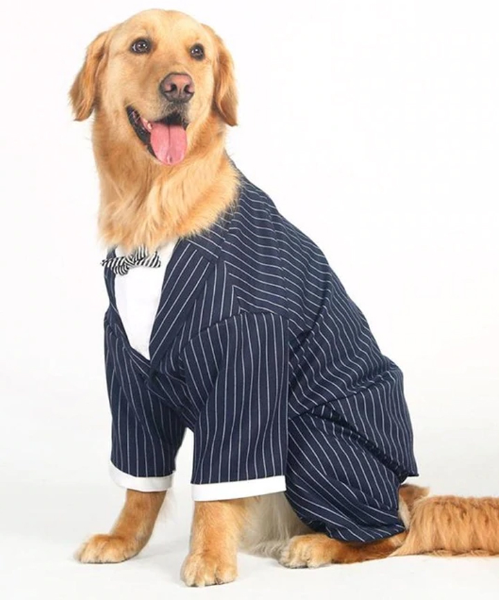 Golden retriever outfit