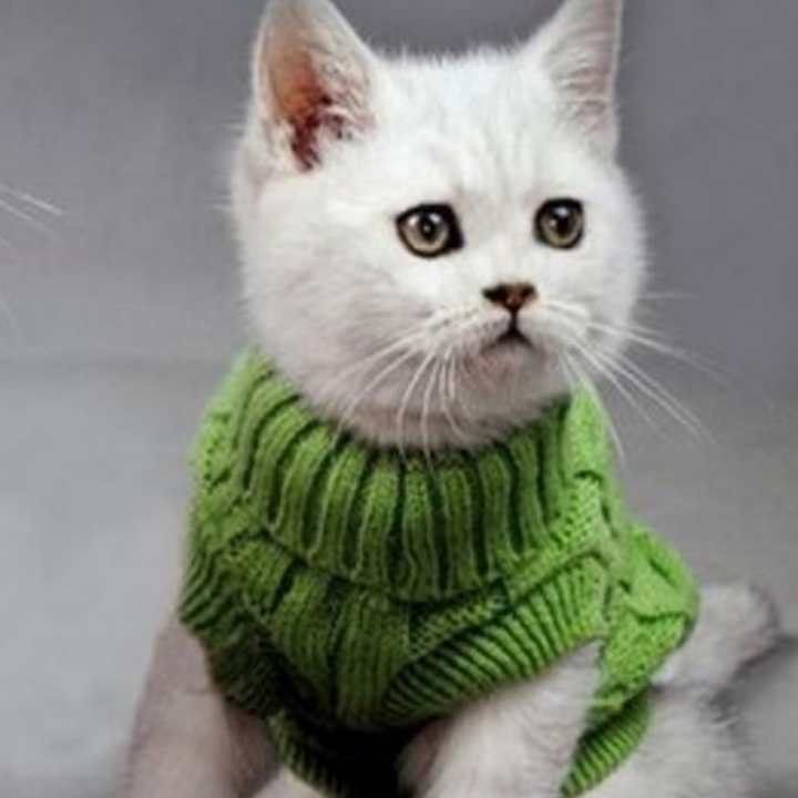 Cat with sweater