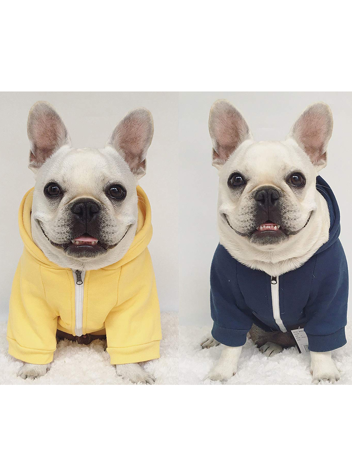 French bulldogs yellow and blue