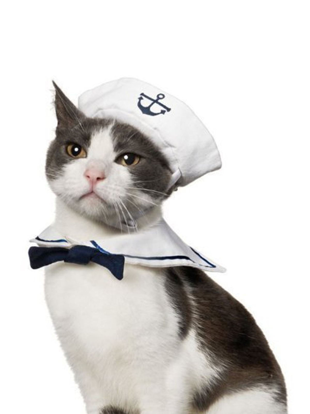 Cat wearing sailor custome