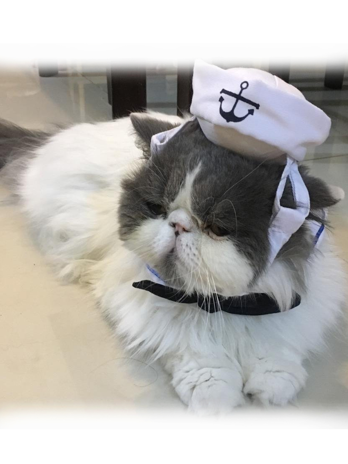 Persian cat wearing sailor custome