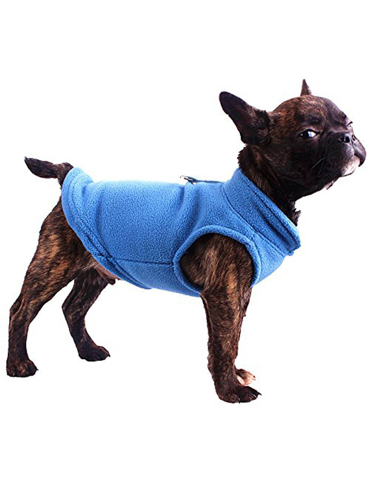 Dog wearing a sweater