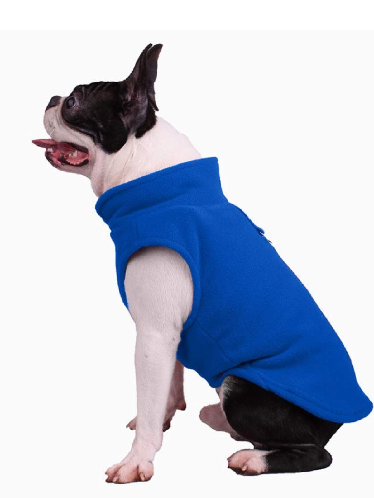 Dog wearing a sweater