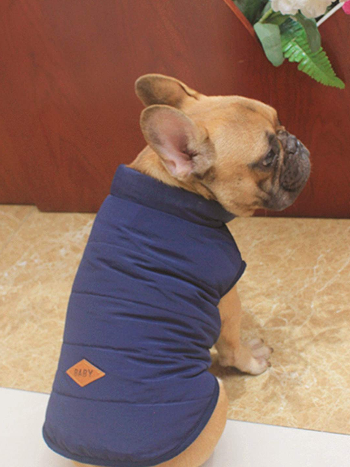 Small dog wearing a jacket