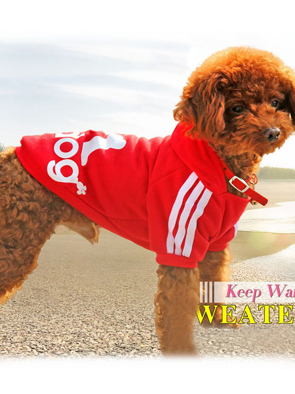 Brown bichon on the beach