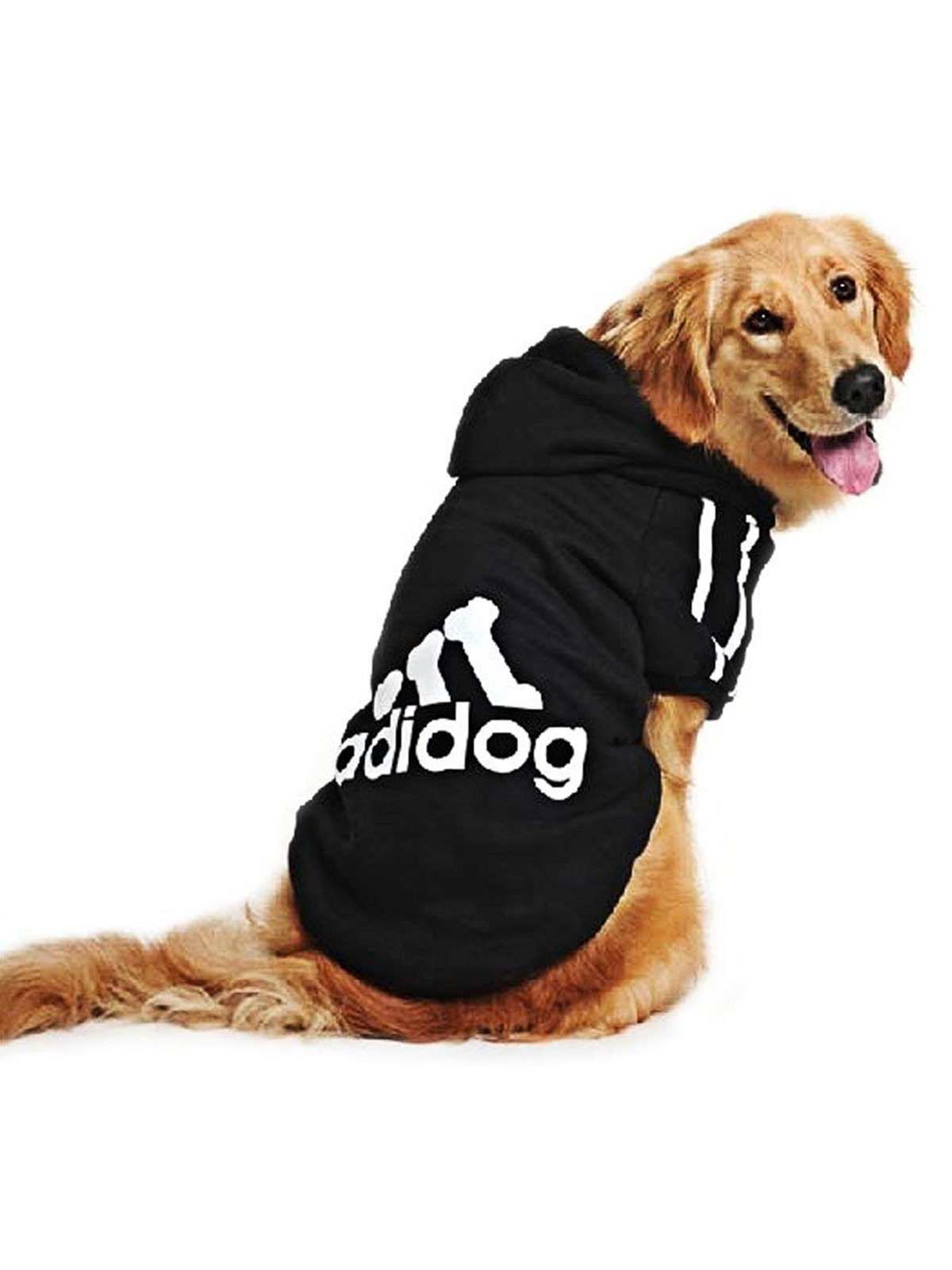 Golden retriever wearing adidog hoodie