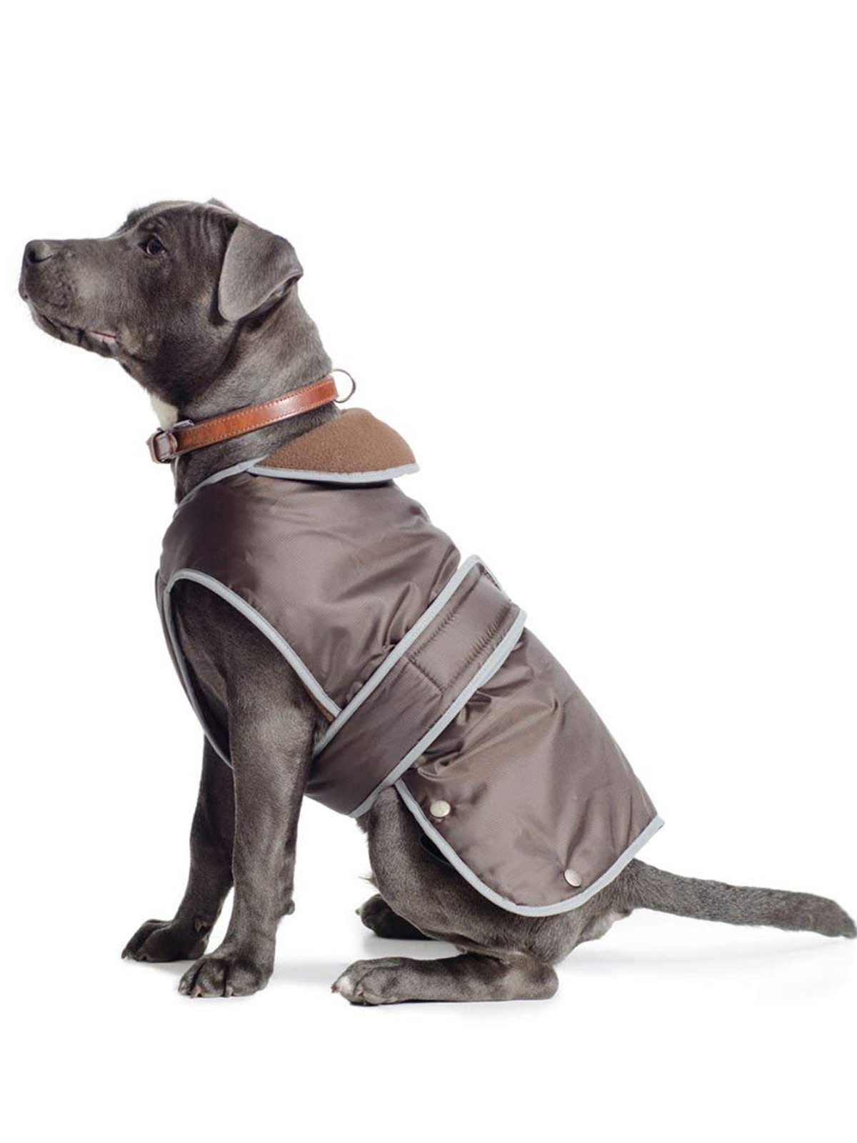 Large dog chest coat