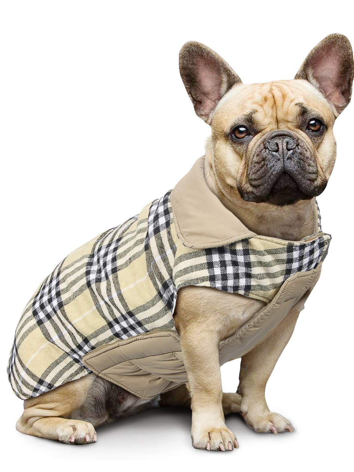 Dog wearing british coat