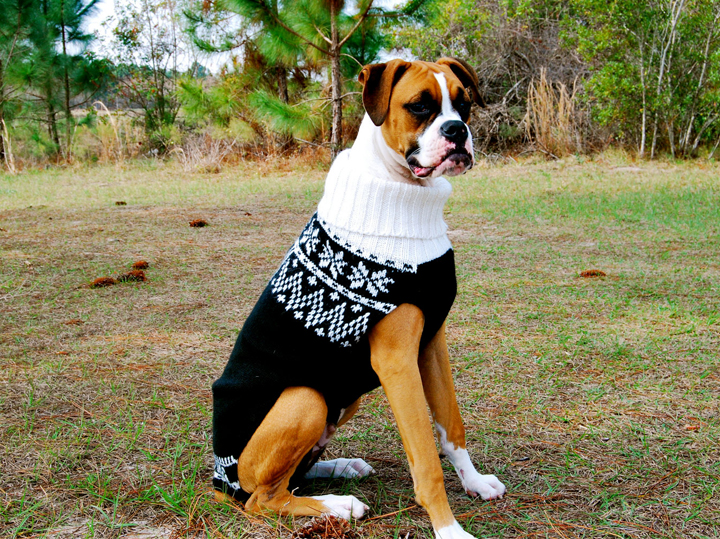 Boxer dog wearing a sweater